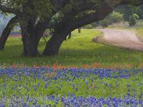 Oak Trees, Blue Bonnets, and Indian Paint Brush, Near Gay Hill, Texas, USA-Darrell Gulin-Photographic Print