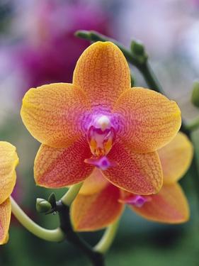 Yellow Orchid  Orchid  Posters for Sale Prints Paintings Wall Art 