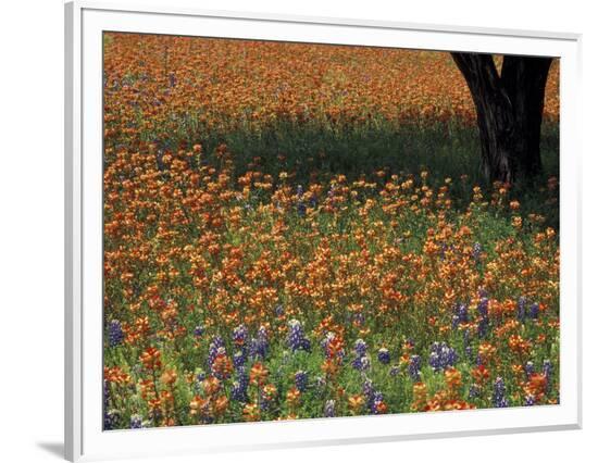 Framed Photographic Print, , large
