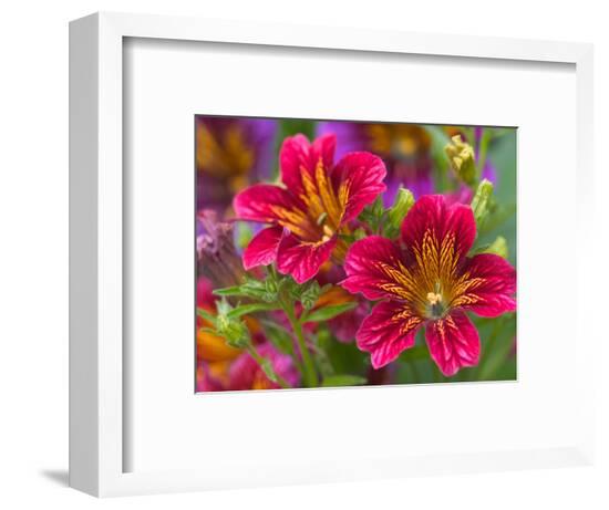 Framed Photographic Print, , large