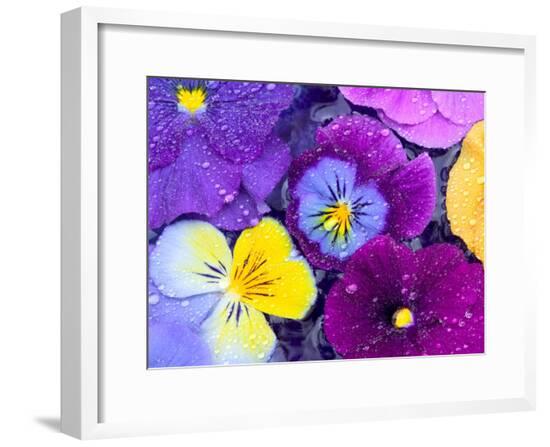 Framed Photographic Print, , large