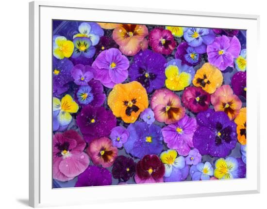 Framed Photographic Print, , large