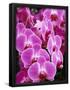 Essential Black