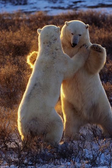 Premium Photographic Print, , large