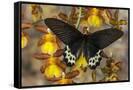 Canvas Black