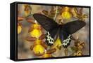 Canvas Black
