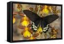 Canvas Black