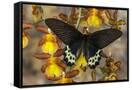 Canvas Black