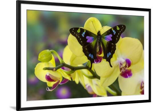 Framed Photographic Print, , large
