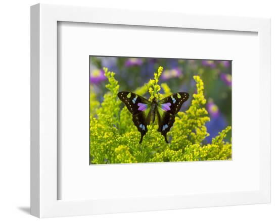 Framed Photographic Print, , large