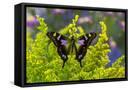 Canvas Black
