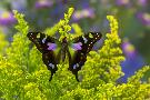 Just the Print