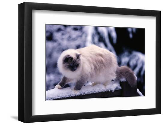 Premium Photographic Print, , large
