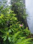 Rhododendrons and Ferns at Base of Redwood-Darrell Gulin-Photographic Print