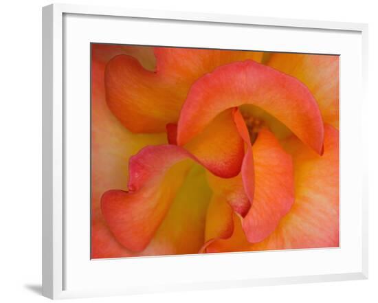 Framed Photographic Print, , large