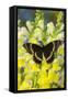 Canvas Black