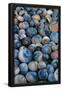Essential Black