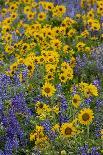 Oak Trees, Blue Bonnets, and Indian Paint Brush, Near Gay Hill, Texas, USA-Darrell Gulin-Photographic Print