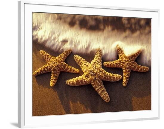 Framed Photographic Print, , large
