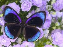 Australian Mountain Blue Swallowtail Butterfly on sunflower-Darrell Gulin-Photographic Print