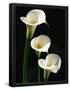 Essential Black