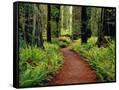 Canvas Black