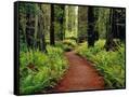 Canvas Black