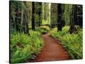 Stretched Canvas