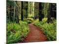Wood Mount