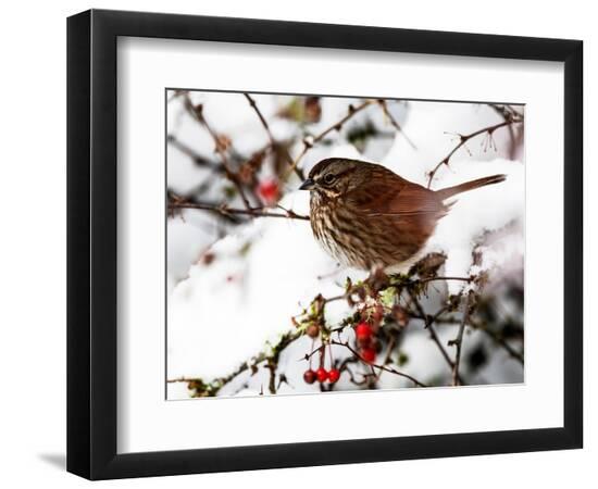 Premium Photographic Print, , large