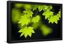 Essential Black