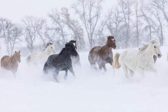 Premium Photographic Print, , large