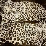 Leopard Encounter-Darren Davison-Framed Art Print