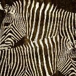Zebras-Darren Davison-Art Print