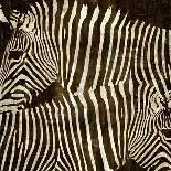 Zebras-Darren Davison-Framed Stretched Canvas