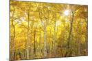 Wood Mount
