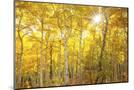 Wood Mount