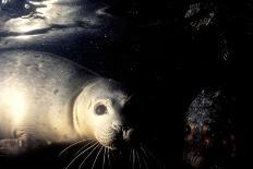 Grey Seals Halichoerus Grypus under Water-Darroch Donald-Mounted Photographic Print