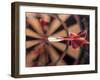 Dart in Bull's Eye on Dart Board-John James Wood-Framed Photographic Print