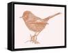 Dartford Warbler  2017  (digital)-Sarah Hough-Framed Stretched Canvas