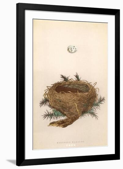 Dartford Warbler Egg and Nest-null-Framed Art Print