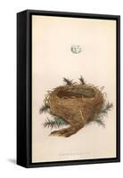 Dartford Warbler Egg and Nest-null-Framed Stretched Canvas