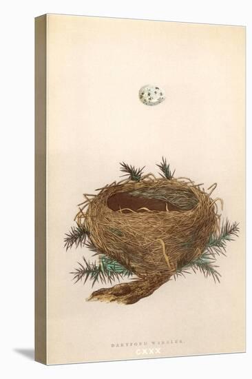 Dartford Warbler Egg and Nest-null-Stretched Canvas