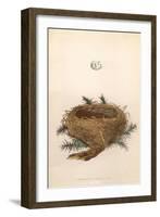 Dartford Warbler Egg and Nest-null-Framed Art Print
