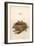 Dartford Warbler Egg and Nest-null-Framed Art Print