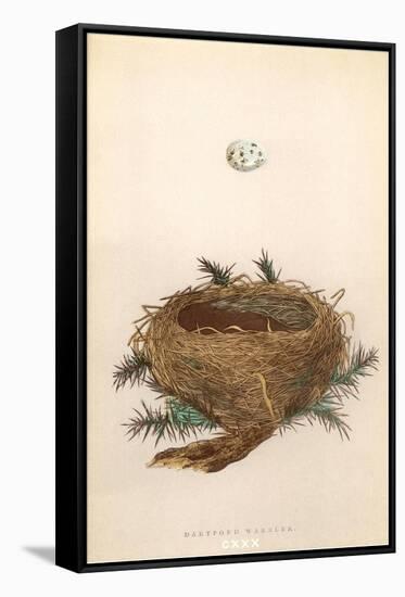 Dartford Warbler Egg and Nest-null-Framed Stretched Canvas