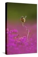 Dartford Warbler (Sylvia Undata) Perched on Heather Twig, Arne Rspb Reserve, Dorset, UK, July-Ben Hall-Stretched Canvas