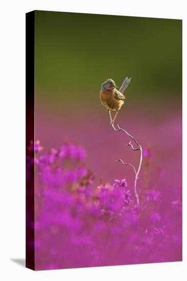 Dartford Warbler (Sylvia Undata) Perched on Heather Twig, Arne Rspb Reserve, Dorset, UK, July-Ben Hall-Stretched Canvas