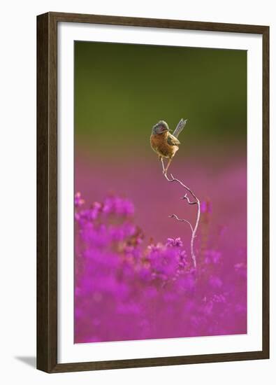 Dartford Warbler (Sylvia Undata) Perched on Heather Twig, Arne Rspb Reserve, Dorset, UK, July-Ben Hall-Framed Premium Photographic Print