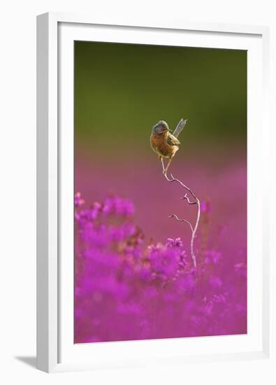 Dartford Warbler (Sylvia Undata) Perched on Heather Twig, Arne Rspb Reserve, Dorset, UK, July-Ben Hall-Framed Premium Photographic Print